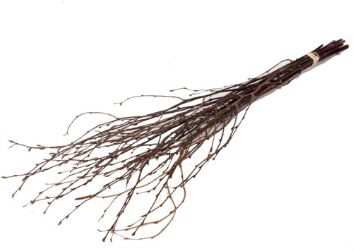 Actie Berkentakken naturel Birch 60cm +/- 10st  Berkentakken