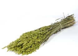Haver bundel Groen Green Haver Green wash