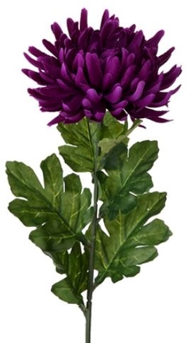 Chrysant SINGLE LARGE CHRYSANTHEMUM PURPLE / st zijdebloem bloomon