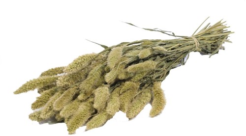 Setaria Siergras bundel Naturel Green Trosgierst