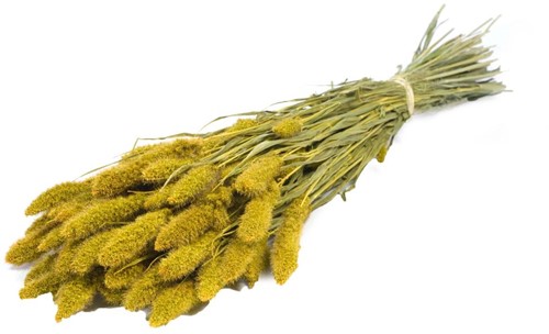 Setaria Siergras bundel Yellow Trosgierst