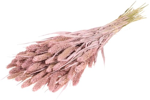 Setaria Siergras bundel Misty Pink  Trosgierst