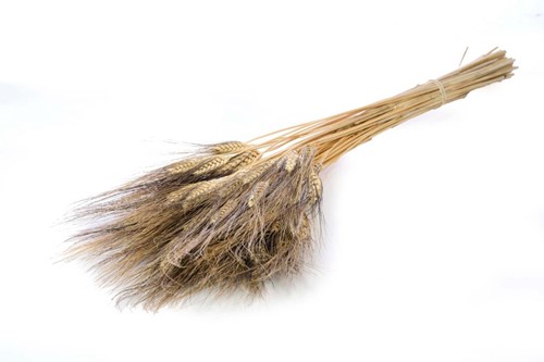 Triticum 'black wisps' SB Triticum 'black wisps'