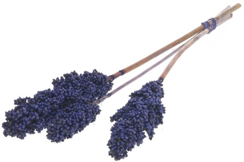 Indian corn nature 3st Blauw droogbloemen 
