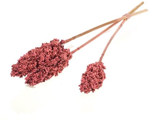 Indian corn nature 3st Pink droogbloemen 