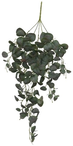 Hanger vuller Eucalyptus blaadjes Groene hangplanten