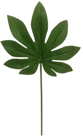 Araliablad 55cm groen pak van +/- 6st Super mooi