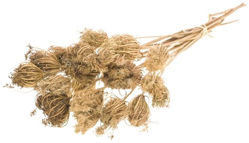 Ammi majus 15pc bundle - Natural droogbloemen