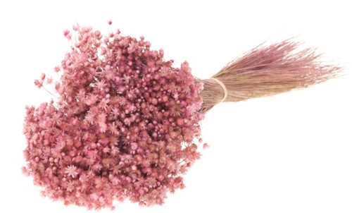 Marcela Pink per bundel kleine droogbloemetjes