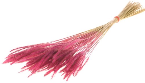 Soft worms grass Pink leuk gras en alternatief voor Lagurus