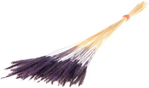 Soft worms grass Purple leuk gras en alternatief voor Lagurus