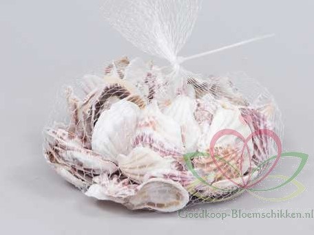 Decato Pecten Plica - Jacobsschelp +/- 350 gram