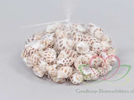 Babylonia Areolata schelpen +/- 150 gram