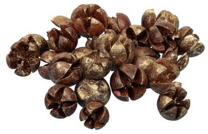 Chillery Eucalyptus Bell Gold Wash 500gr natuurlijke decoraties