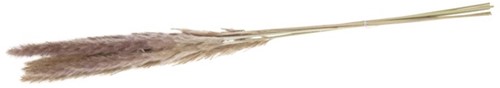 Pampas grass Jaxx 65-75cm 6pc - Natural Pampas grass Jaxx 65-75cm 6pc - Natural