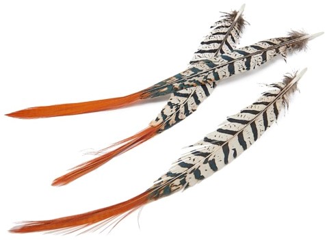 Lady Amherst pheasant feathers 6 stuks Orange Tip Fazantenveren Penveren