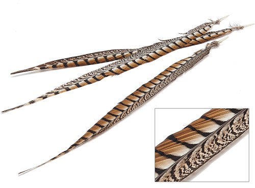 Lady Amherst pheasant feathers +/- 50cm 3 stuks  Fazantenveren Penveren 