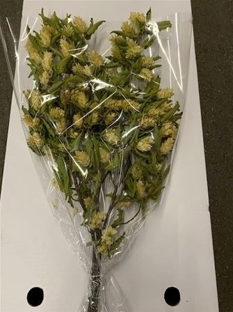 Hop Carpinus in hoes blad droogbloem