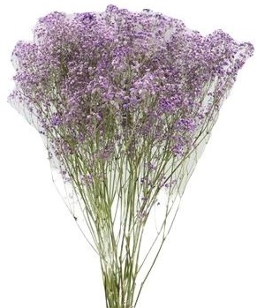 Gips Lila 70cm in hoes Gipskruid