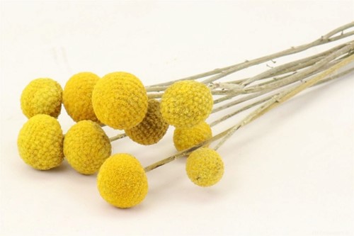 Craspedia Trommelstokjes Extra 10pc natural yellow  Geconserveerde droogbloemen
