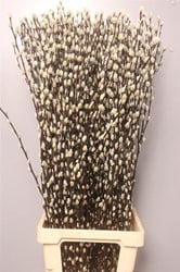 Katwilg wilgenkatjes katjeswilg Salix Ca Snow Flake bundel +/- 10st Mooie Wilgenkatjes 