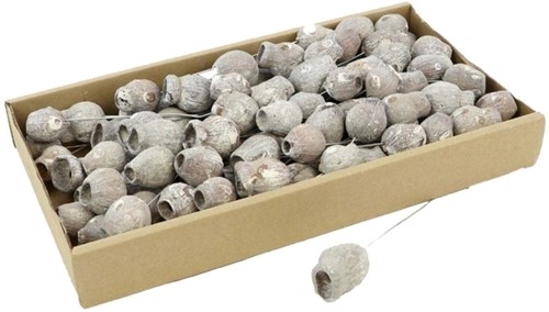 Eucalyptus bells op draad doos Bell Gums White wash Euc bells op draad