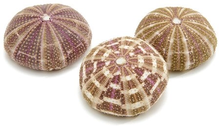 Zeeegel SEA URCHIN Alfonso LARGE 10 stuks Zee-egel
