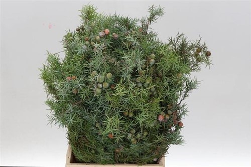 Ginepro Jeneverbes 400g en 60 cm lang (p. bos) Mooi dennengroen 