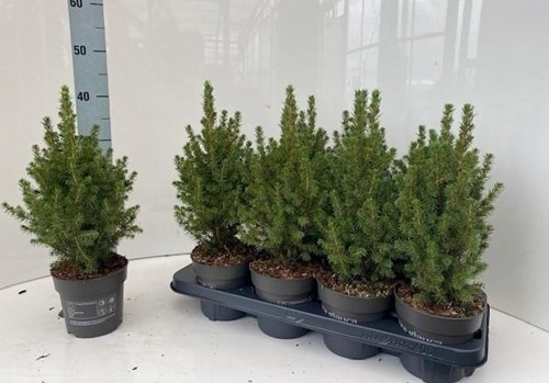 Actie Kerstboompje Picea Glauca Conica P15 / +/-  50-65cm hoogte incl kluit Klein kerstboompje vers  