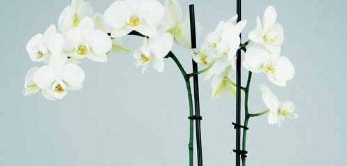 Orchidee planten clip zwart 0, 80 x 50 mm 50 stuks orchidee clipjes