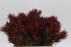 Leucadendron Sal Blush/ 5 st Toef of kerststuk zelf maken