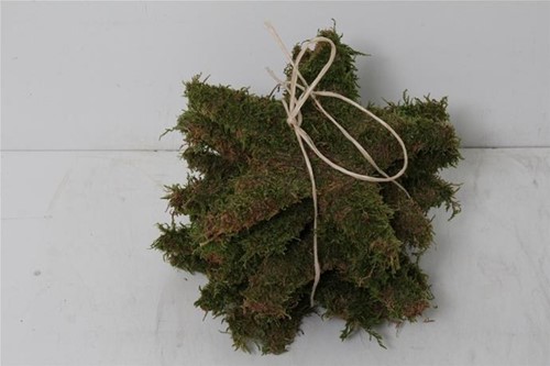 Mos Ster 25 cm Leuke basis voor groendecoratie