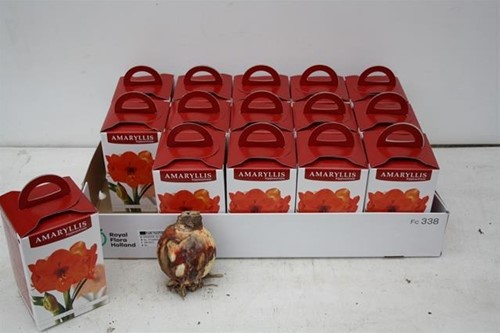 Bloembol Amaryllis Rood met of zonder doosje Bloembol