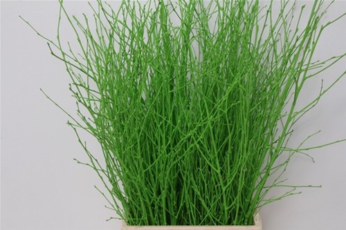 Actie Berkentakken Groen Birch 60cm +/- 10st  Berkentakken