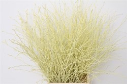 Actie Berkentakken Creme Birch 60cm +/- 10st  Berkentakken