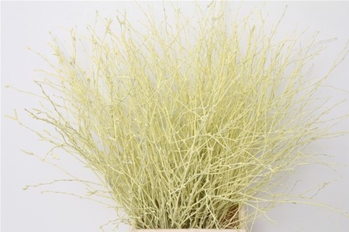 Actie Berkentakken Creme Birch 60cm +/- 10st  Berkentakken
