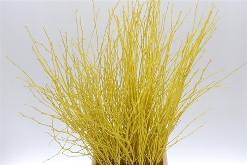 Actie Berkentakken Geel Birch 60cm +/- 10st  Berkentakken