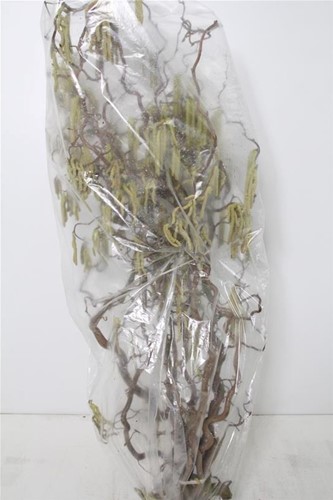 Kronkelhazelaar Corylus Av Contorta 3 jarig +/- 120-129 cm PER STUK Paastak Paasboom