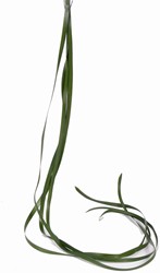 Berengras Beregras Zijdebloem bundel 6st 120cm. Beregras berengras