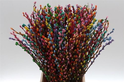 Katwilg wilgenkatjes GEKLEURDE katjeswilg RAINBOW Salix bundel +/- 10st Salix Kleurbehandeld  
