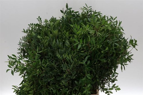 Pistacia bosje 10 takken vers Groen voor bloemschikken en decoratie 
