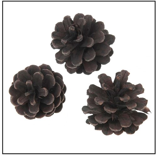 Oostenrijker denneappel Pinus Nigra BLACKwash 6 st! Zeer decoratief