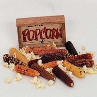 Zea Pofmais Baby finger Mini Mix Decoratieve pofmais-3