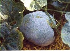 Wax Gourd '' Blue Hill'' F1 ' 'Wax' Gourd '' Bl'