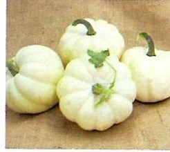 White Cloud˜˜F1 Acorn White Cloud˜˜F1 Acorn