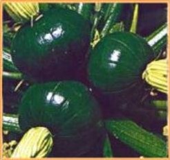 Tronco Redondo Verde -
