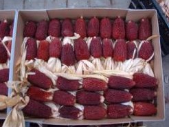 Aardbeienmais zaden