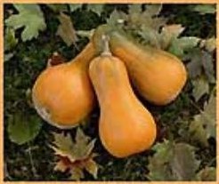 Sonca Butternut Orange
