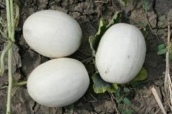 Ball Round White Gourd