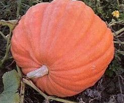 Atlantic Giant orange - basiseenheid Atlantic Giant orange